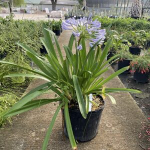 Agapanthus (Lily of the Nile)