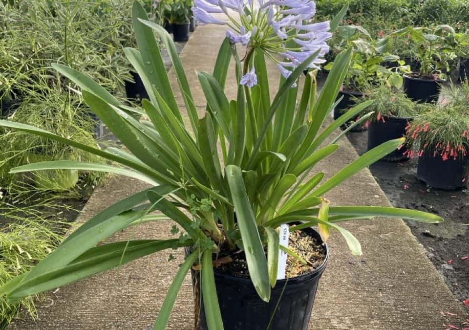 Agapanthus (Lily of the Nile)
