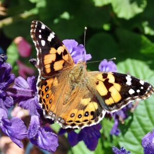 Perennials