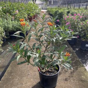 Milkweed, Tropical